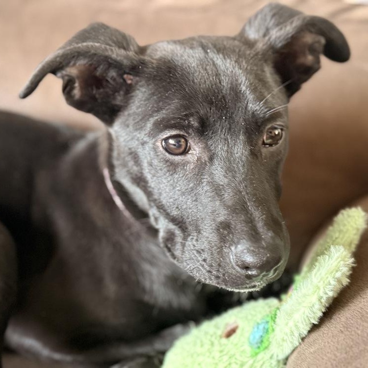 Jon Snow, Adoptable, Puppy Female Labrador Retriever.