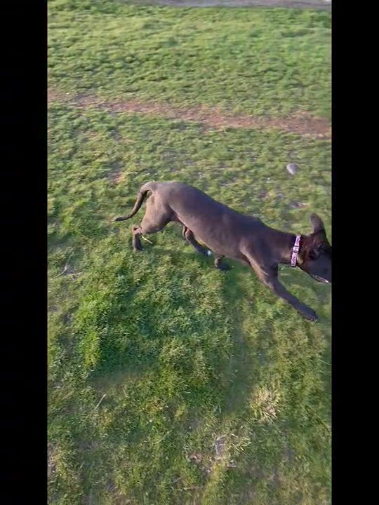 Enlarge Jon Snow, a Adoptable mixed breed in Spokane, WA video 4/6