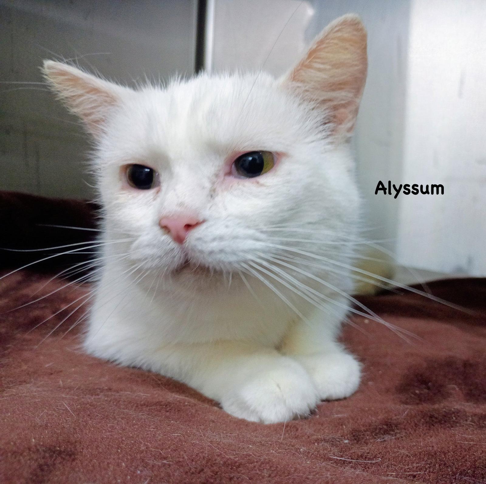 Enlarge Alyssum, a Adoptable Domestic Short Hair in Morehead, KY image 1/2