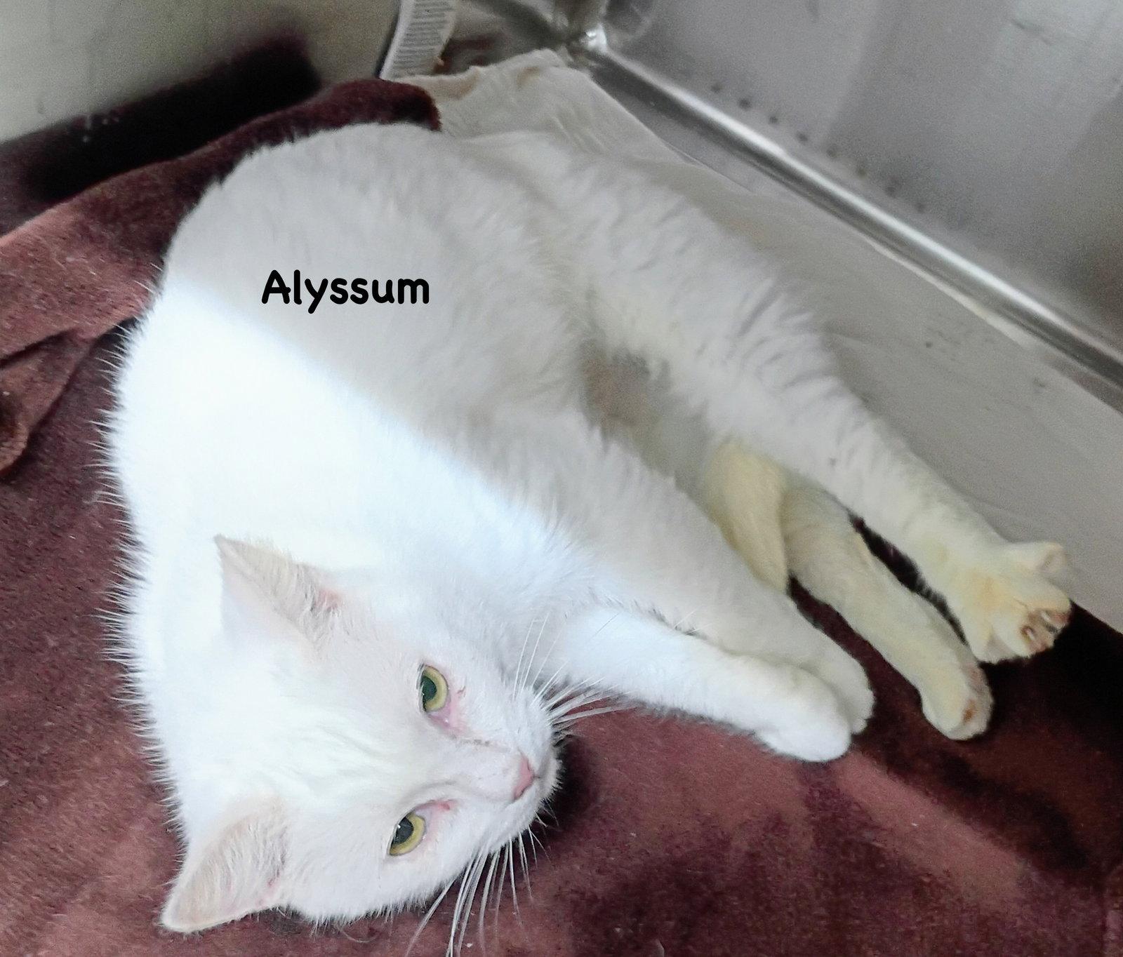 Enlarge Alyssum, a Adoptable Domestic Short Hair in Morehead, KY image 2/2