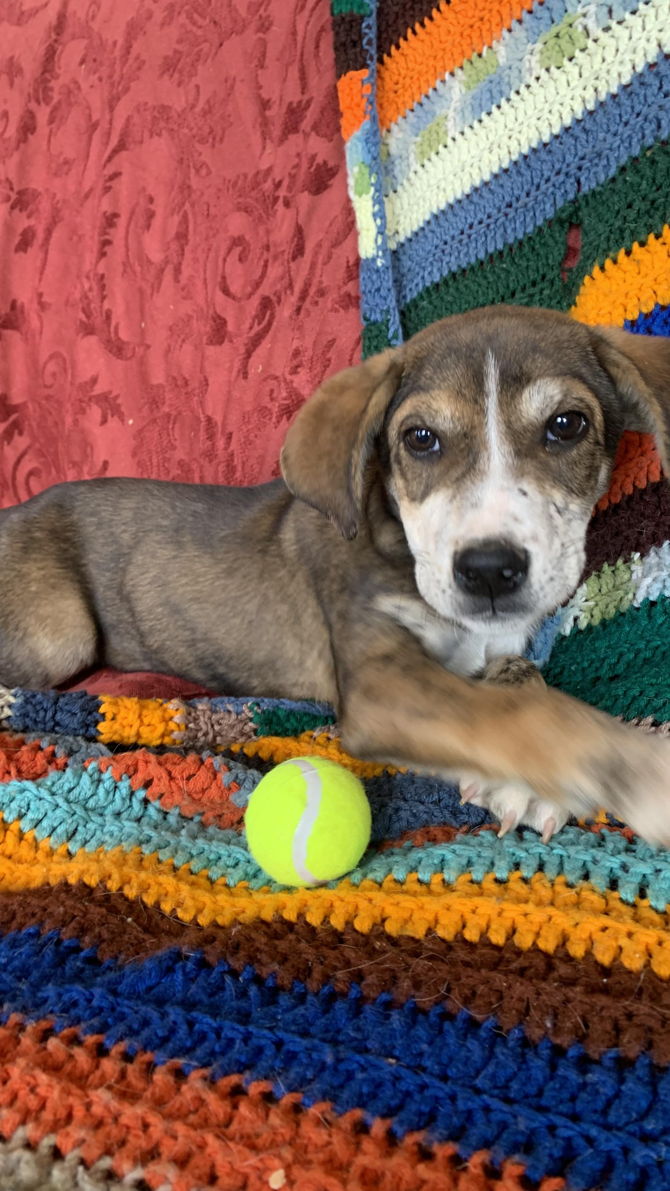 Enlarge Link, a Adoptable mixed breed in Albuquerque, NM image 2/4