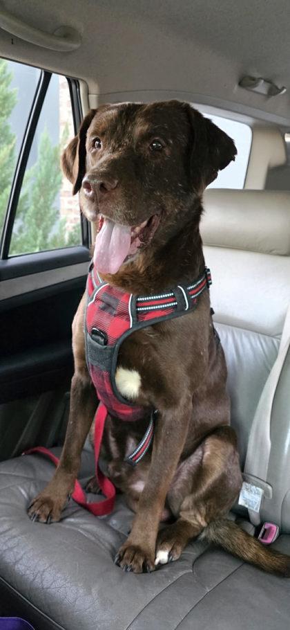 BigJoeWilliams, a Adoptable mixed breed in Covington, LA image 1/3