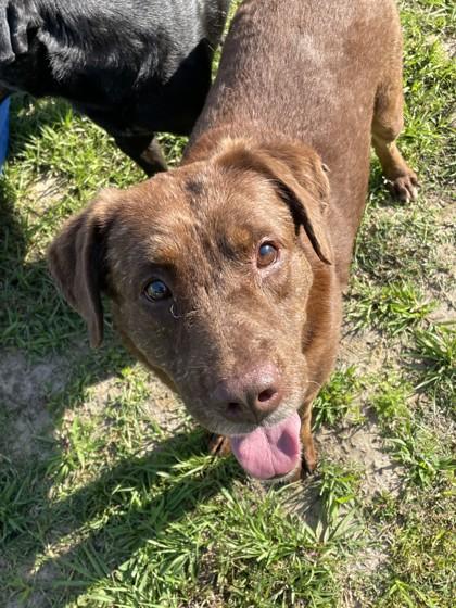 BigJoeWilliams, a Adoptable mixed breed in Covington, LA image 2/3