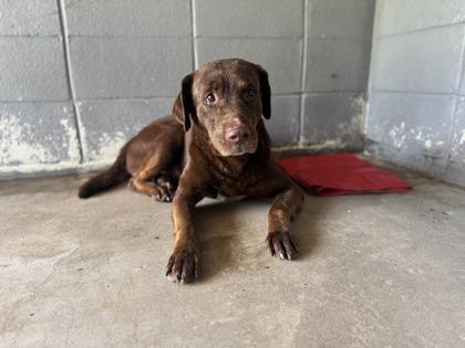 BigJoeWilliams, a Adoptable mixed breed in Covington, LA image 3/3