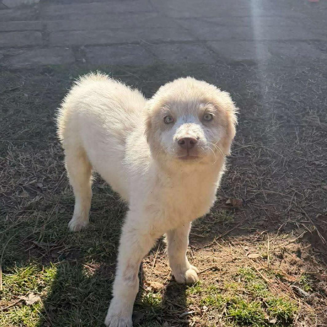 Enrique, an adopted Mixed Breed in Northwood, NH image 2/4