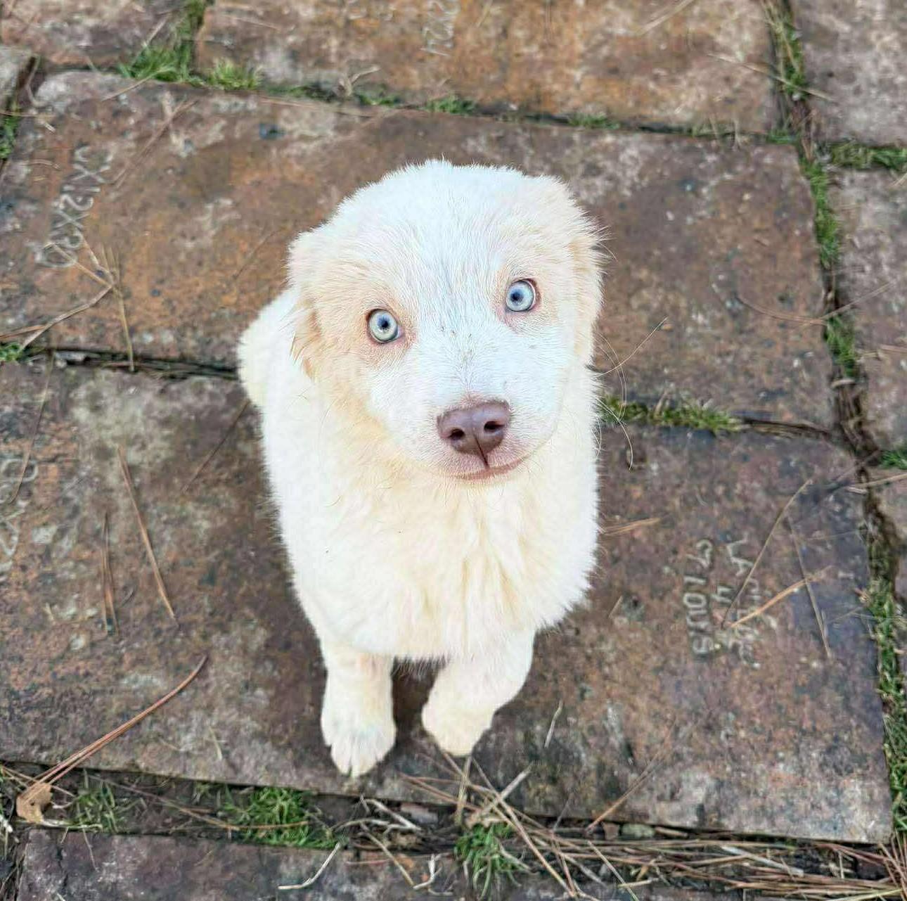 Enrique, an adopted Mixed Breed in Northwood, NH image 4/4
