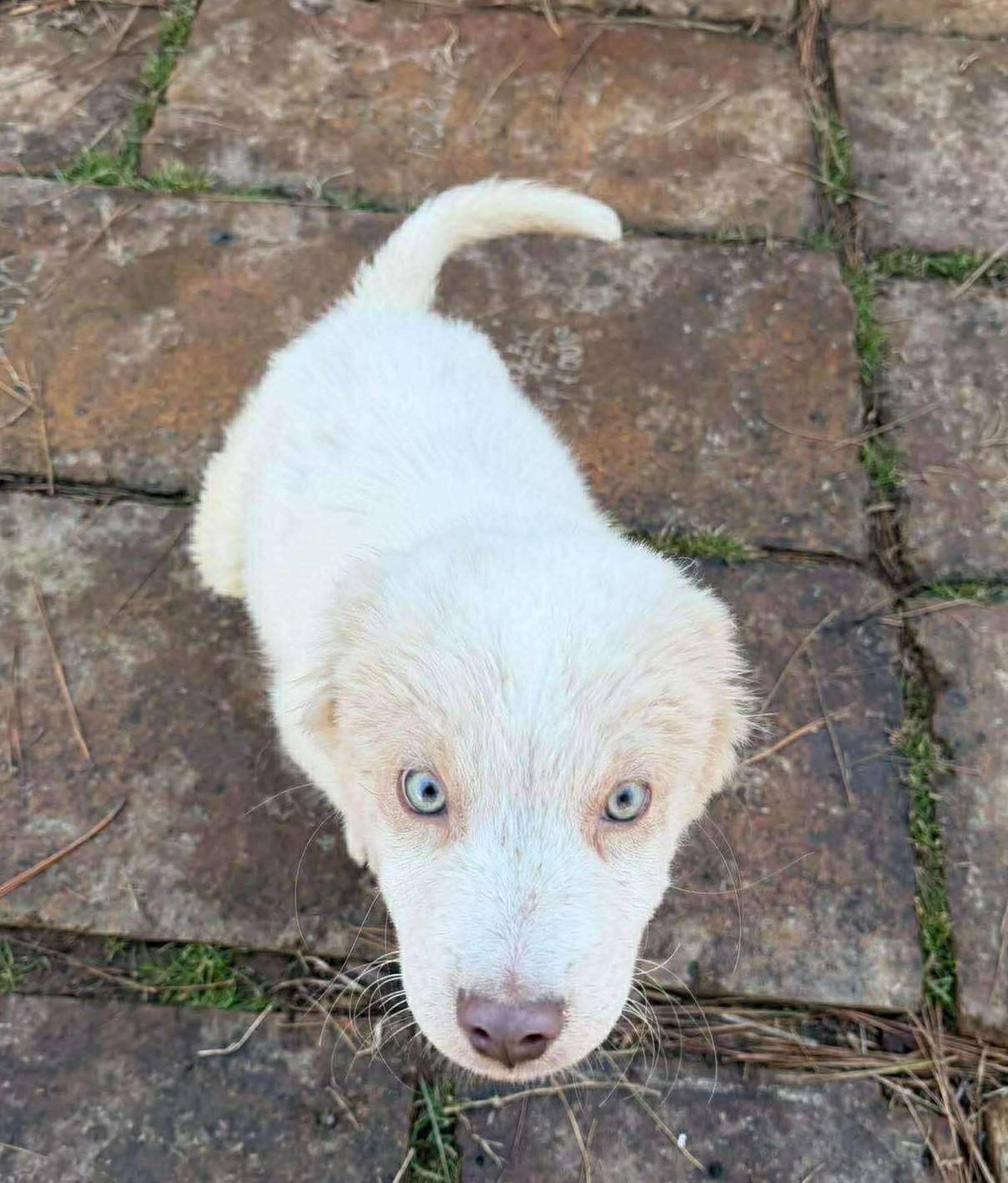Enrique, an adopted Mixed Breed in Northwood, NH image 3/4