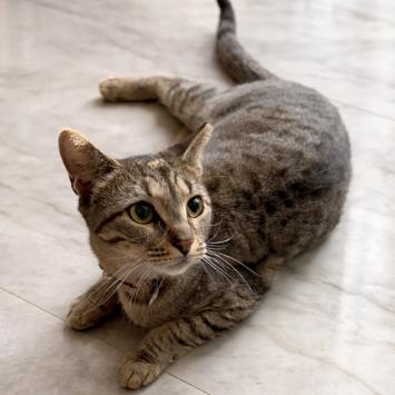 SWEETIE, a Adoptable Domestic Short Hair in Oakland Park, FL image 1/2