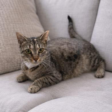 SWEETIE, a Adoptable Domestic Short Hair in Oakland Park, FL image 2/2