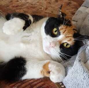 Callie