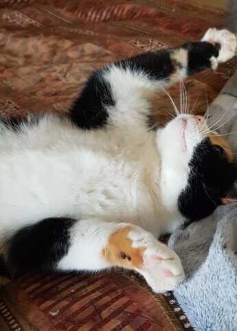Callie photo 2