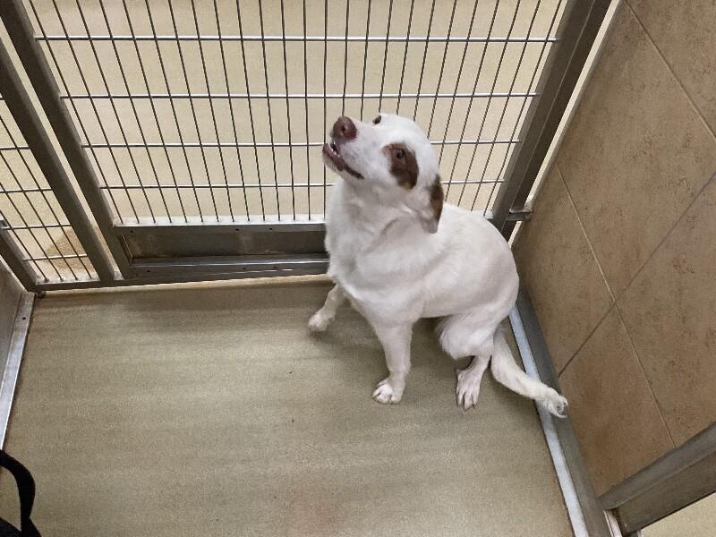 Enlarge Donna, a Adoptable Mixed Breed in Hobbs, NM image 2/6