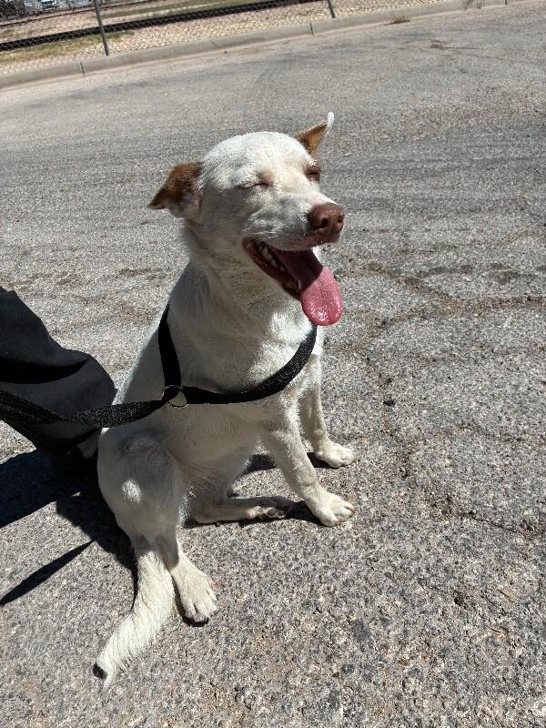 Enlarge Donna, a Adoptable Mixed Breed in Hobbs, NM image 3/6