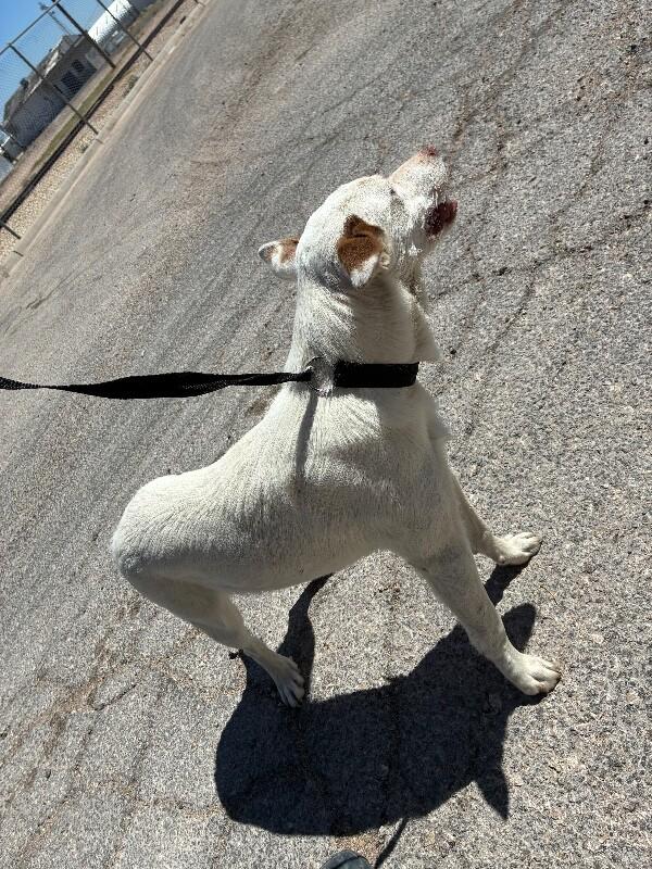 Enlarge Donna, a Adoptable Mixed Breed in Hobbs, NM image 5/6