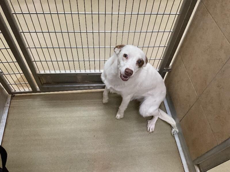 Enlarge Donna, a Adoptable Mixed Breed in Hobbs, NM image 6/6