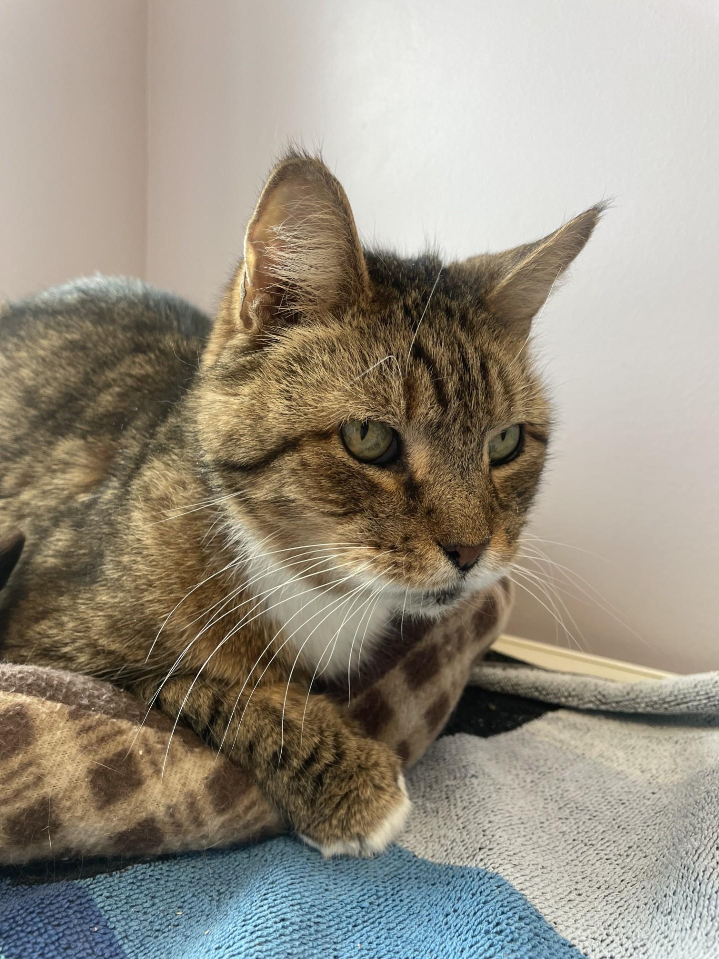 Jake , ADOPTABLE, Senior Male Domestic Short Hair.