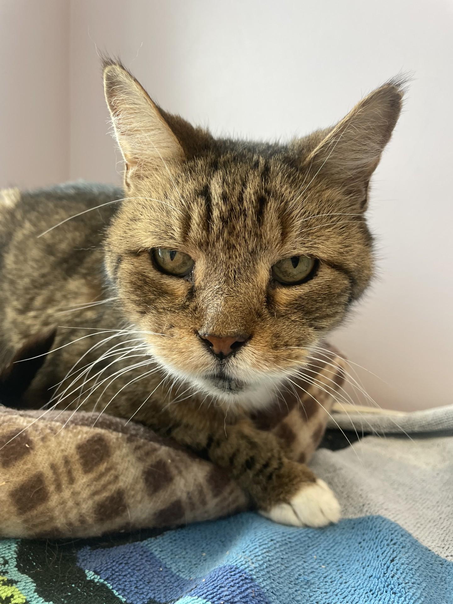 Jake , a ADOPTABLE Domestic Short Hair in Cooperstown, NY image 2/2