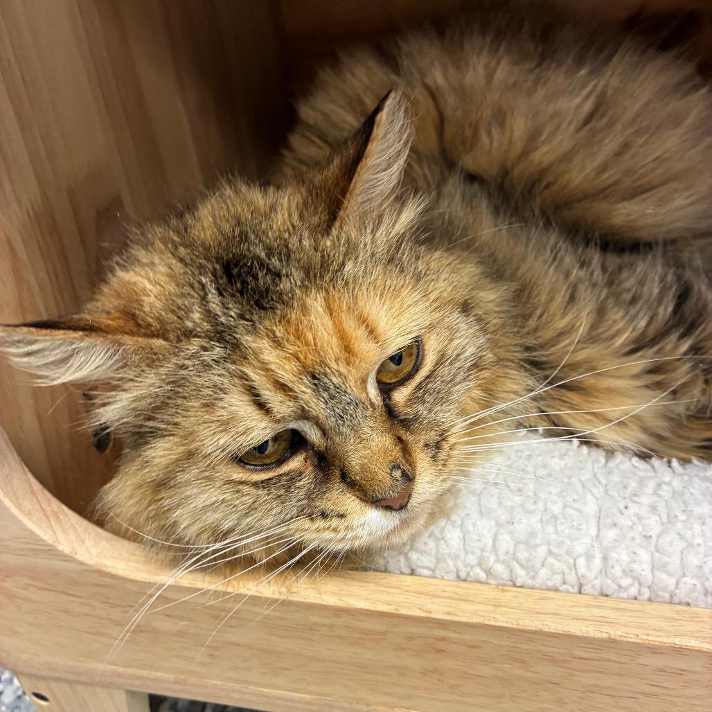 Raggedy Ann, Adoptable, Adult Female Domestic Medium Hair.