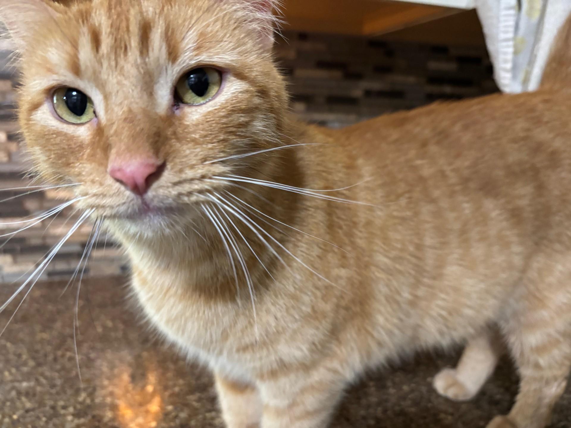 Archie