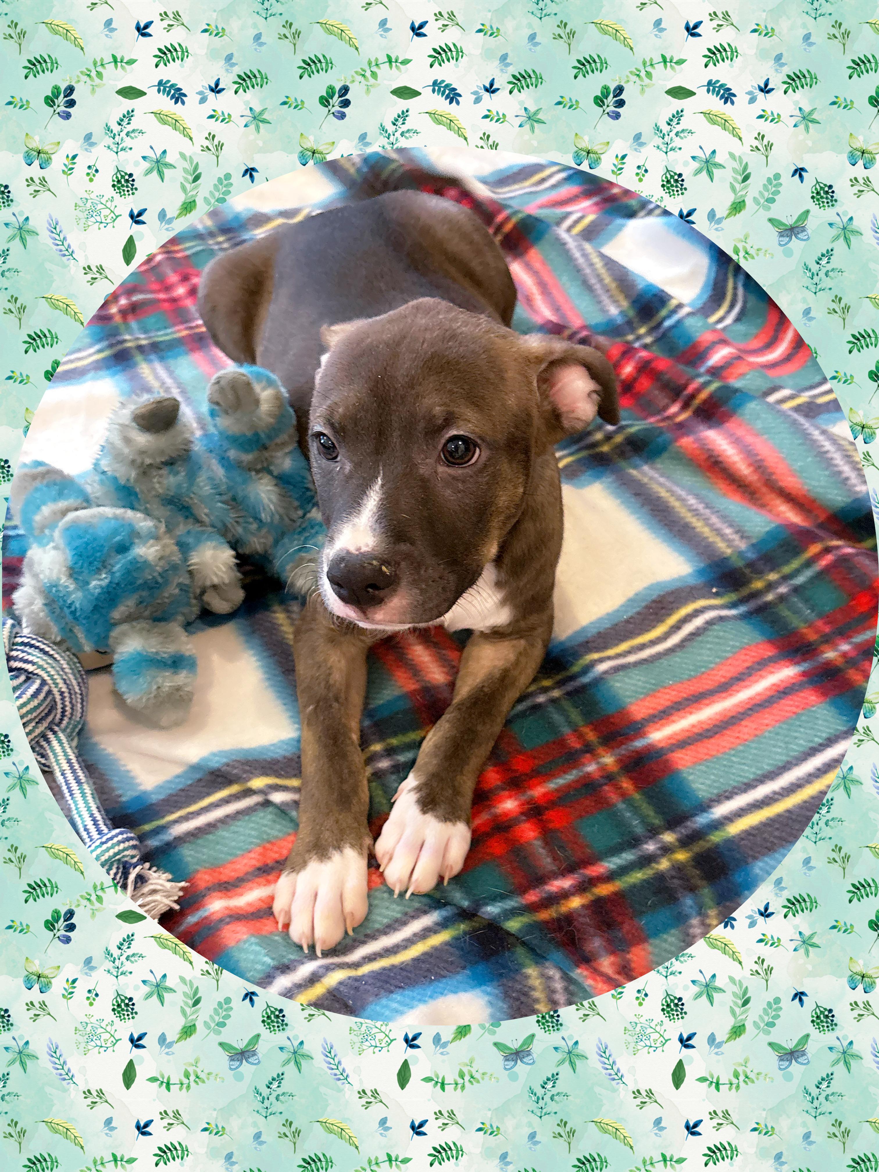 Enlarge MARIGOLD, a Adoptable mixed breed in Chandler, AZ image 3/5