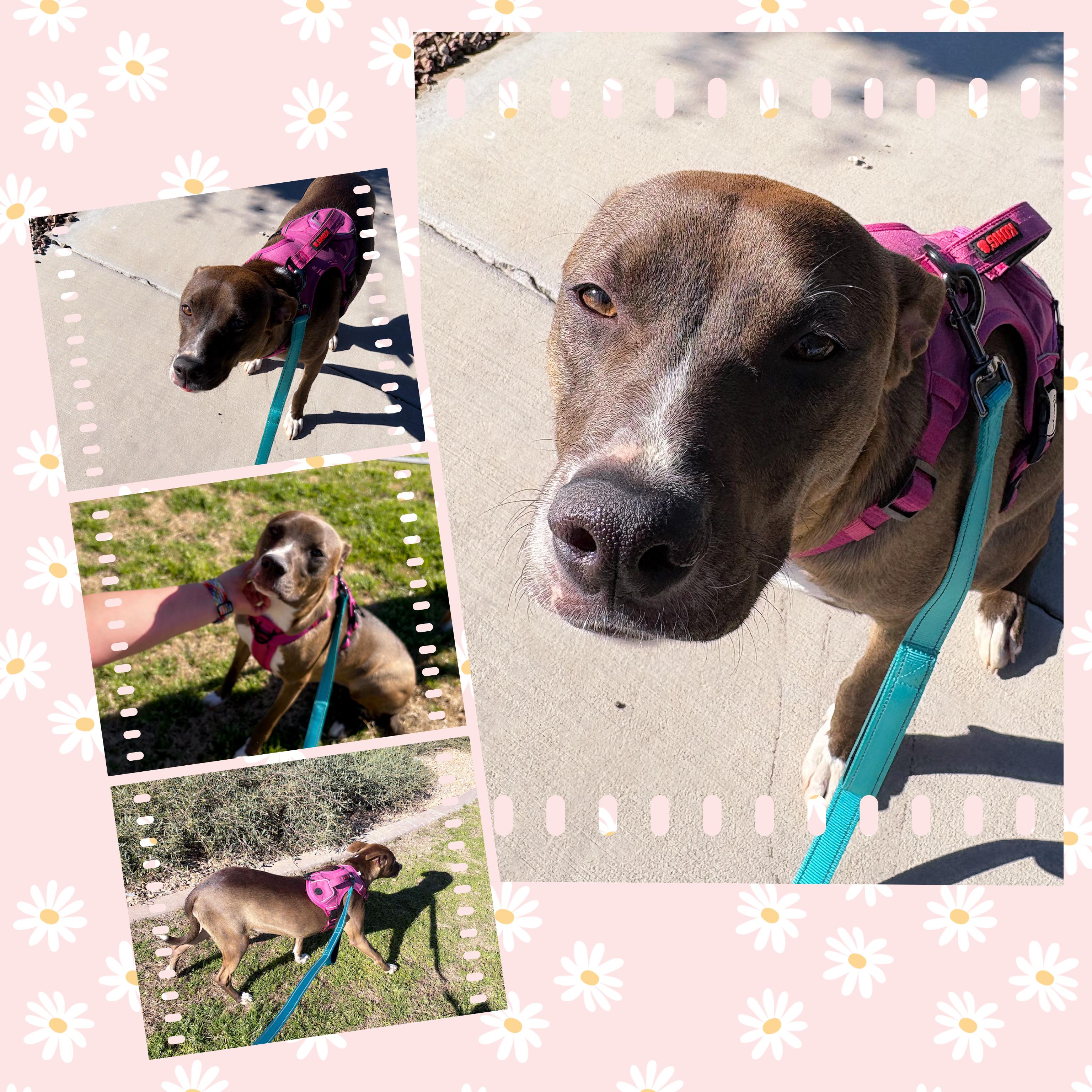 Enlarge MARIGOLD, a Adoptable mixed breed in Queen Creek, AZ image 1/4