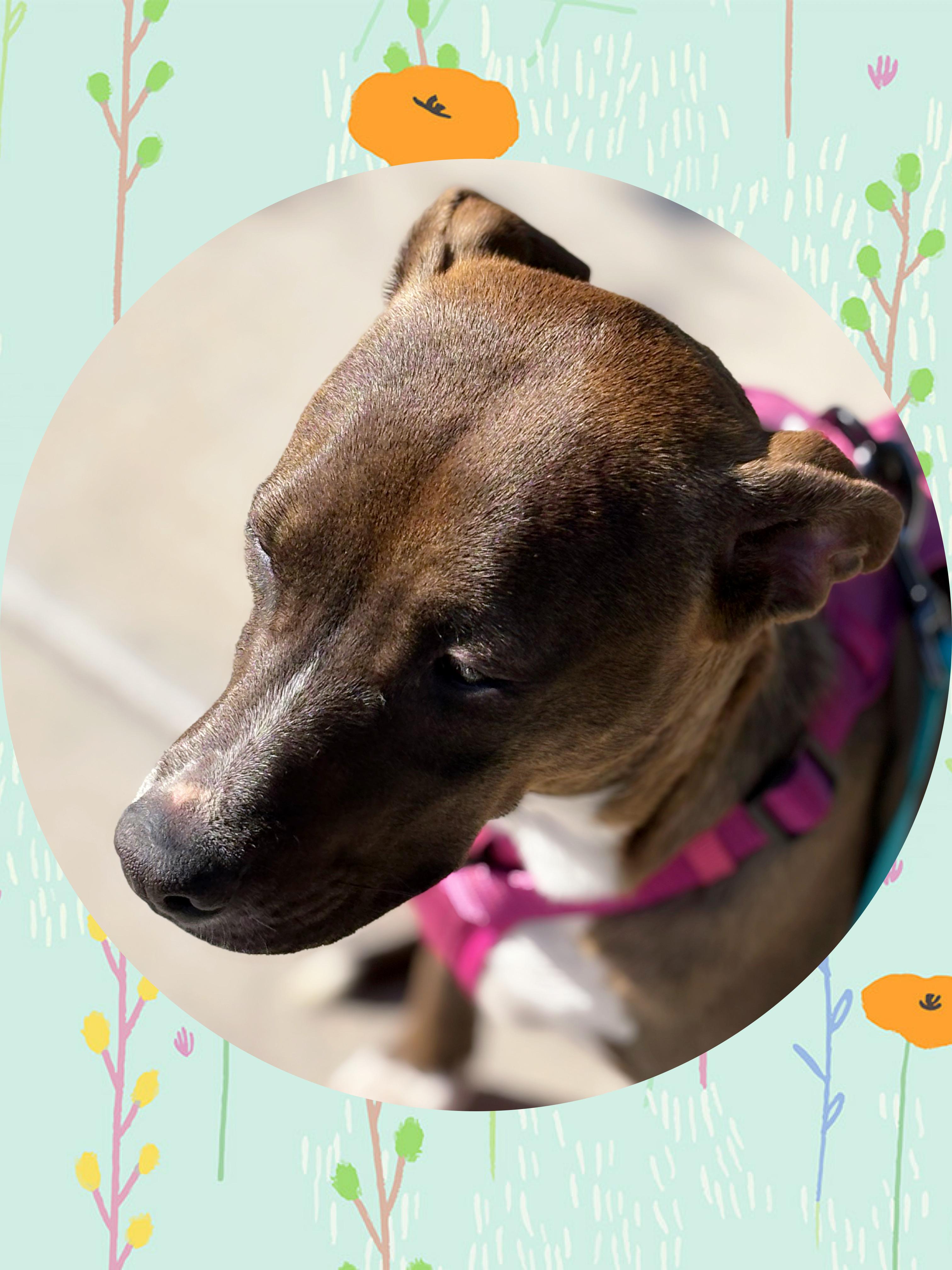 Enlarge MARIGOLD, a Adoptable mixed breed in Queen Creek, AZ image 2/4