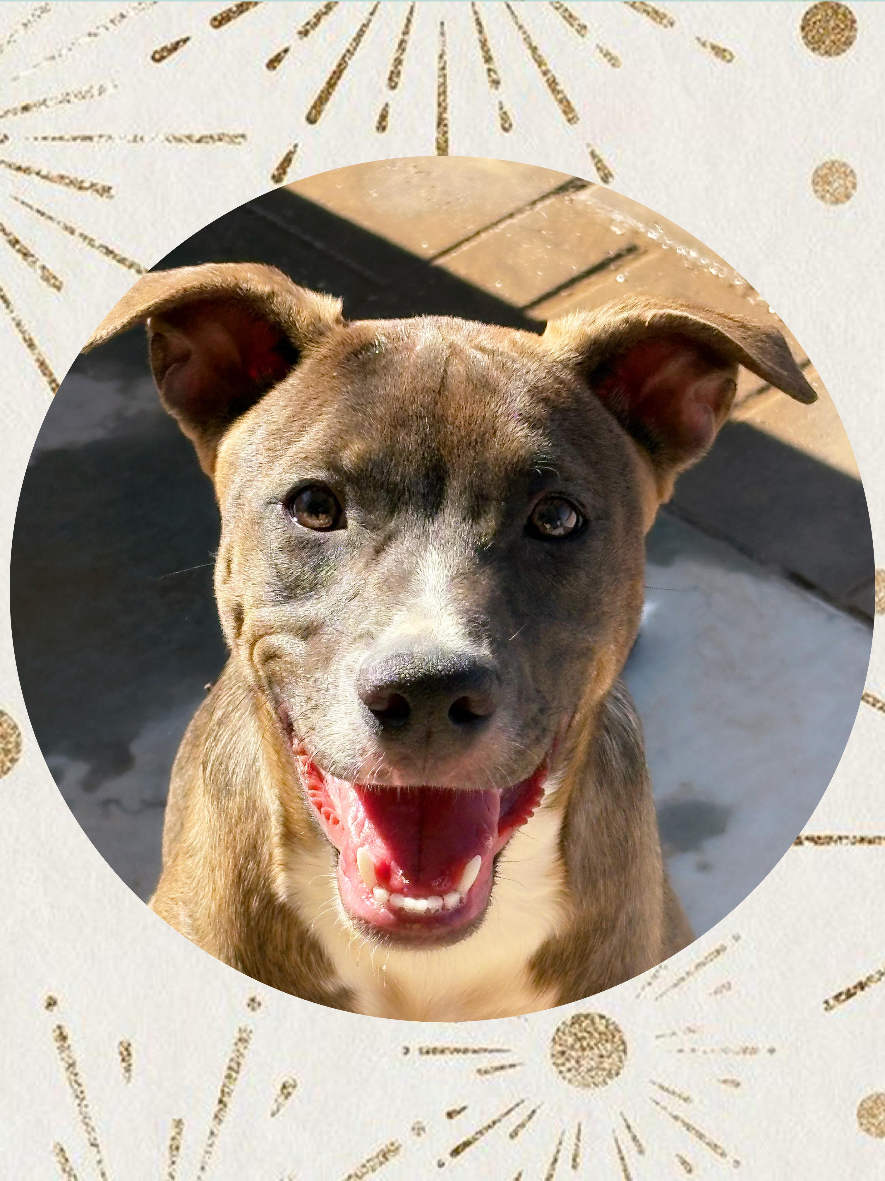 MARIGOLD, Adoptable, Young Female Cattle Dog & Labrador Retriever.