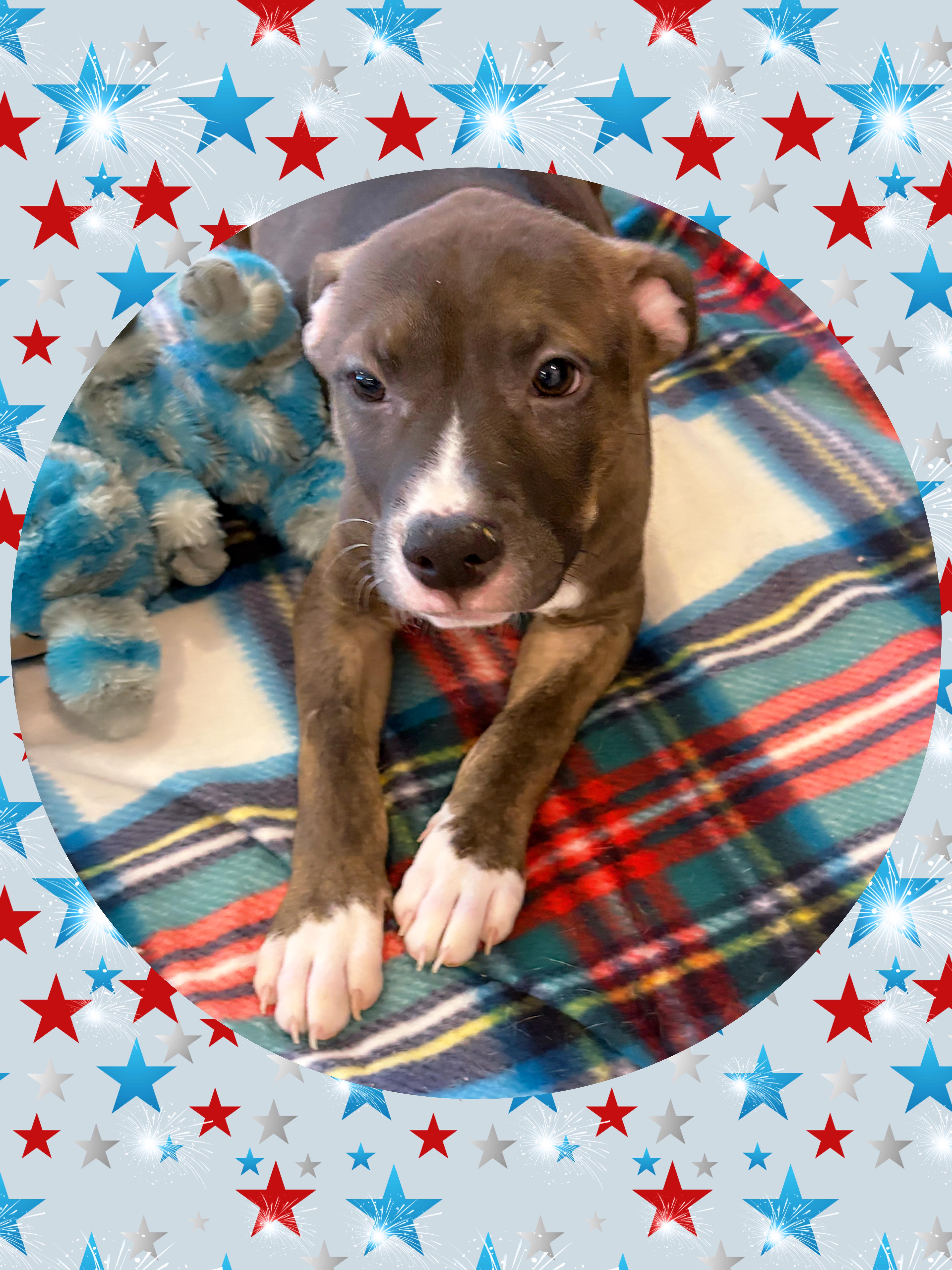 Enlarge MARIGOLD, a Adoptable mixed breed in Chandler, AZ image 5/5