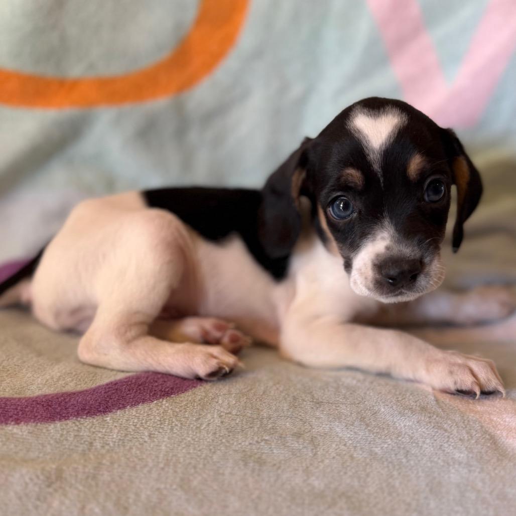 Cupid, Adoptable, Puppy Male Beagle.