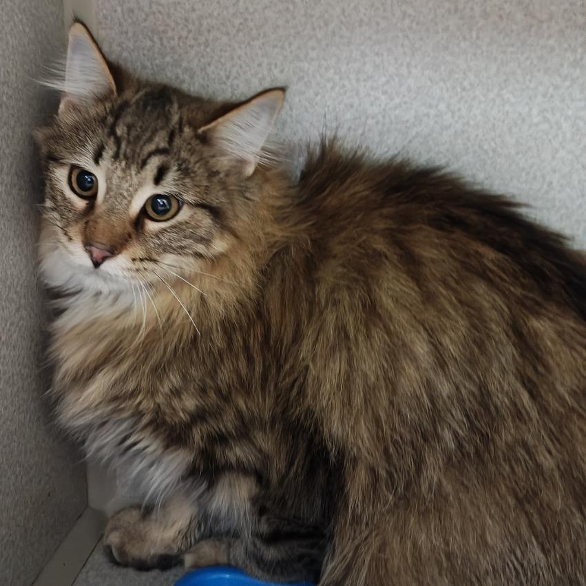Jayco - Working Cat, Adoptable, Young Male Domestic Long Hair.