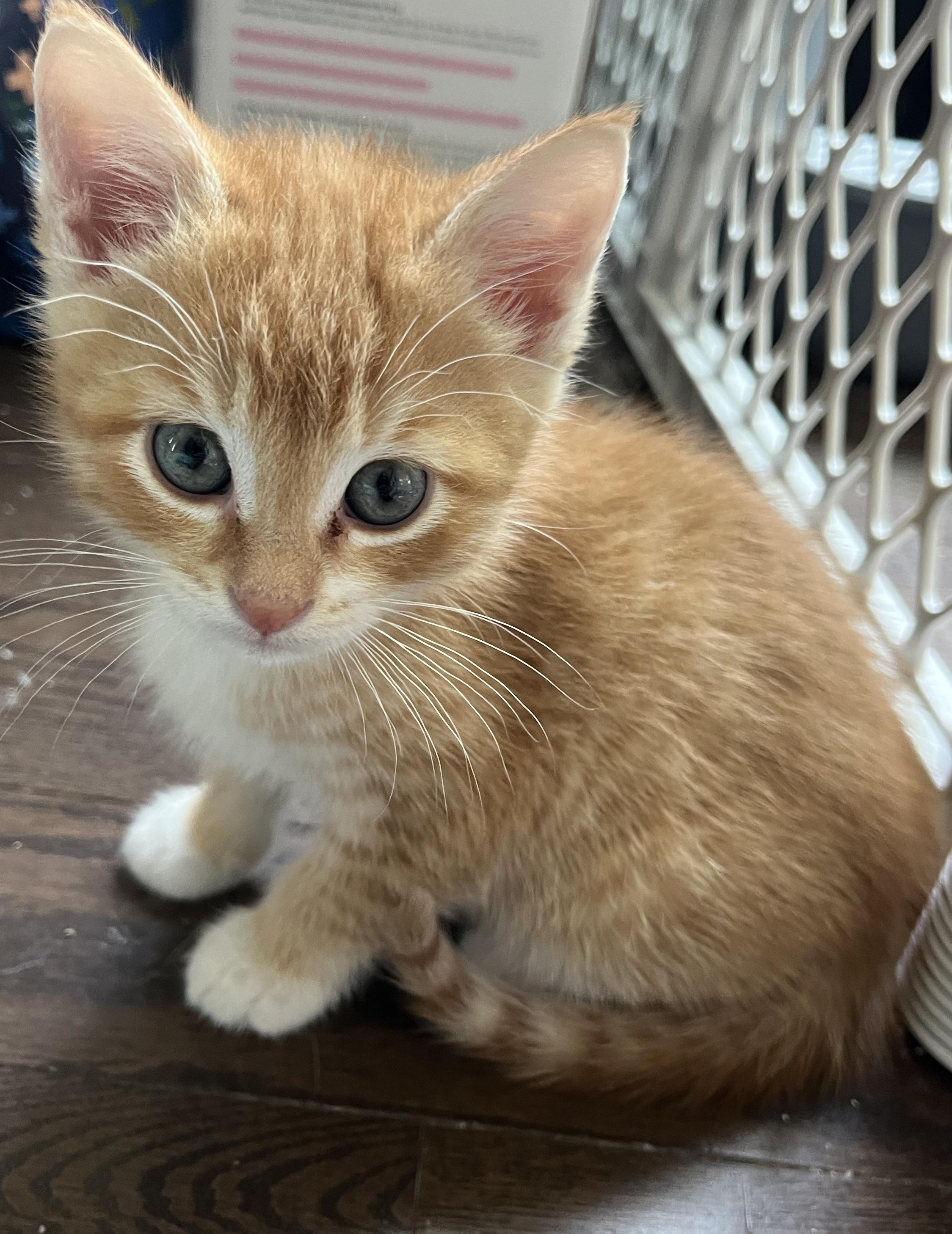 Potter, Young Male Domestic Short Hair