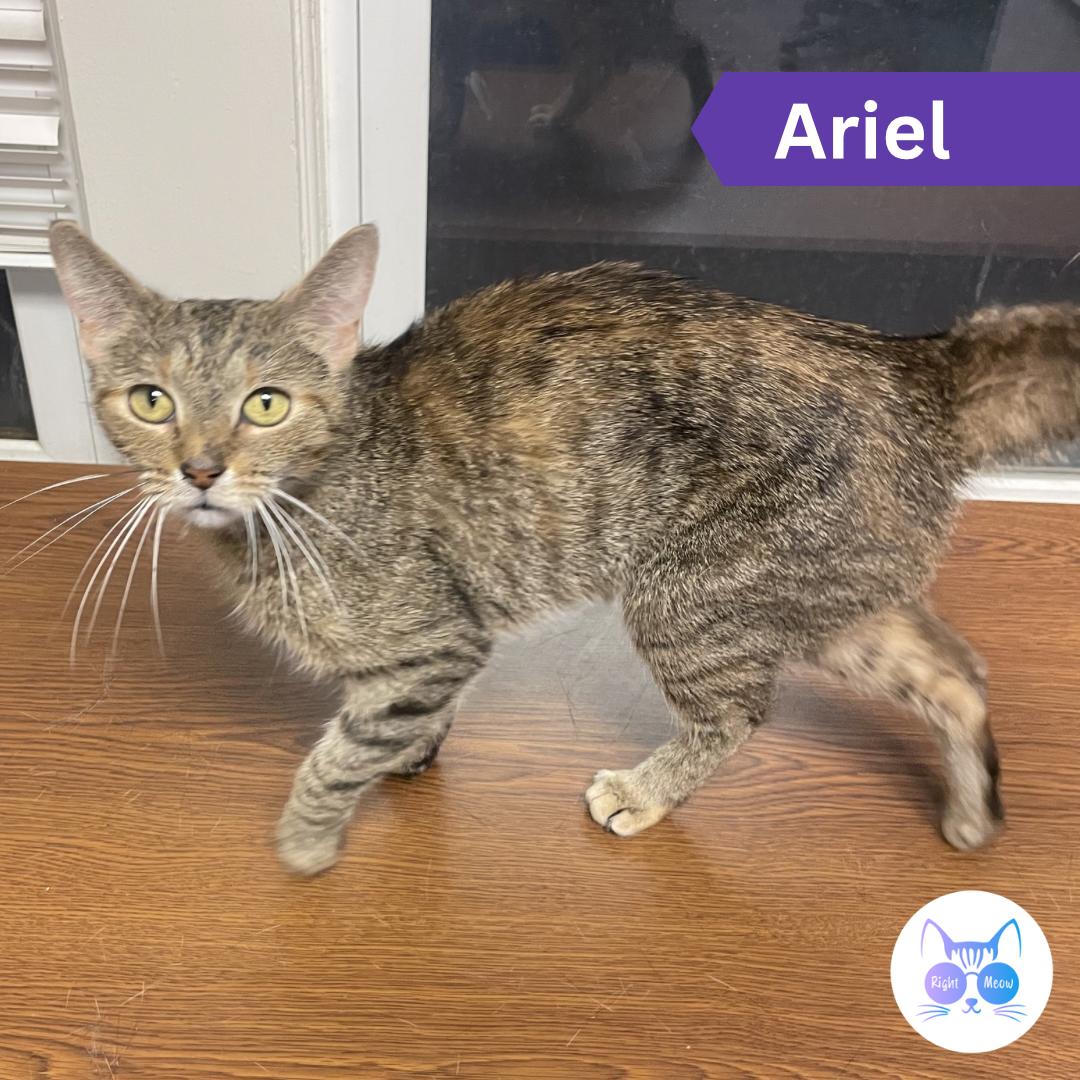 Enlarge Ariel, a Adoptable Domestic Short Hair in Penfield, NY image 3/4