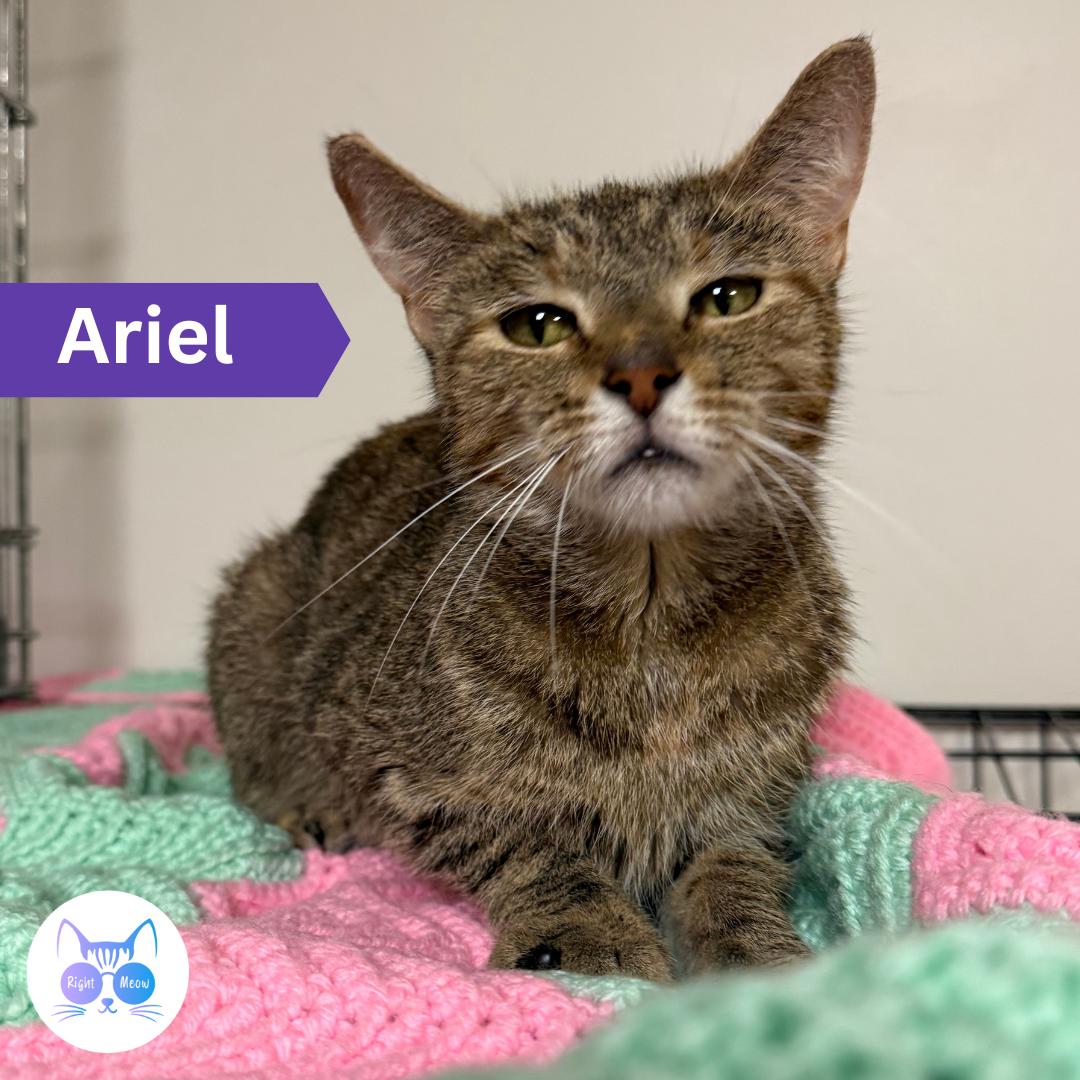 Enlarge Ariel, a Adoptable Domestic Short Hair in Penfield, NY image 1/4