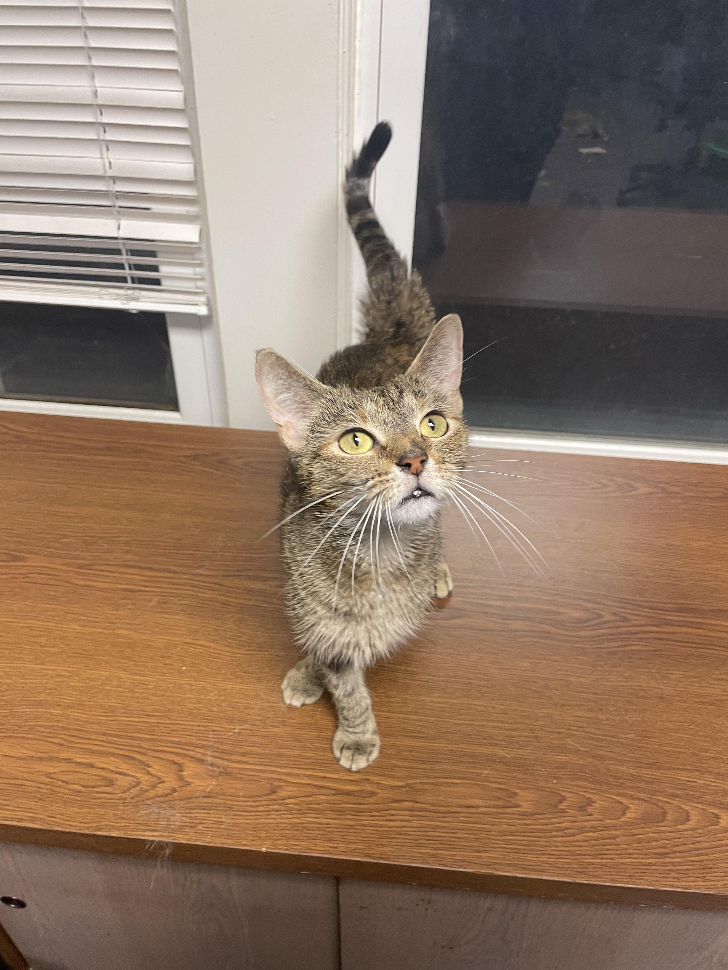Enlarge Ariel, a Adoptable Domestic Short Hair in Penfield, NY image 2/4