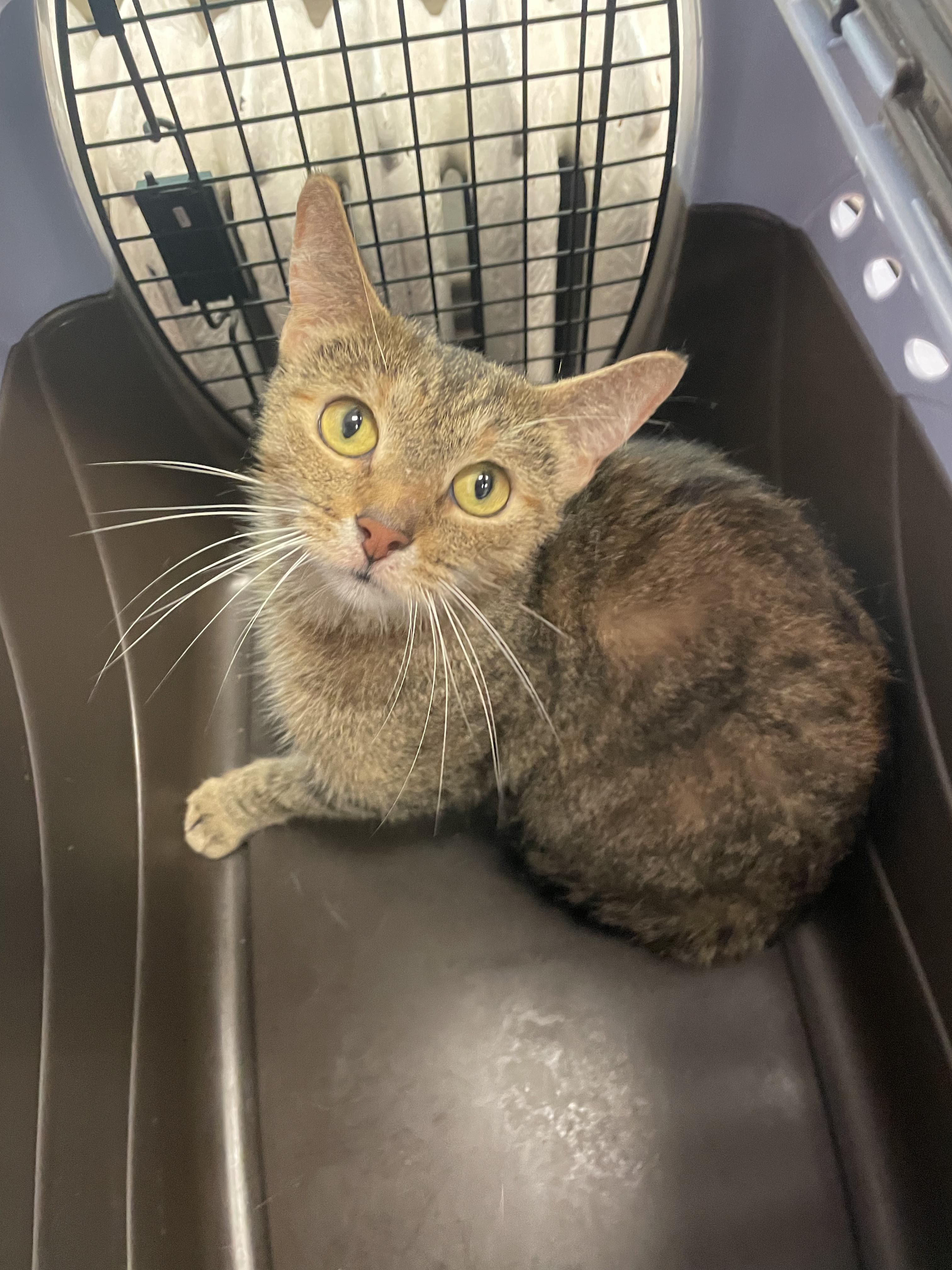 Enlarge Ariel, a Adoptable Domestic Short Hair in Penfield, NY image 4/4