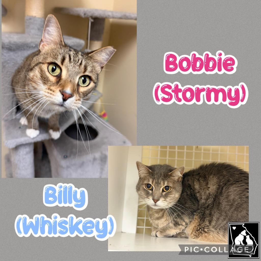 Bobbie-Stormy, a Adoptable mixed breed in Fort Oglethorpe, GA image 1/2