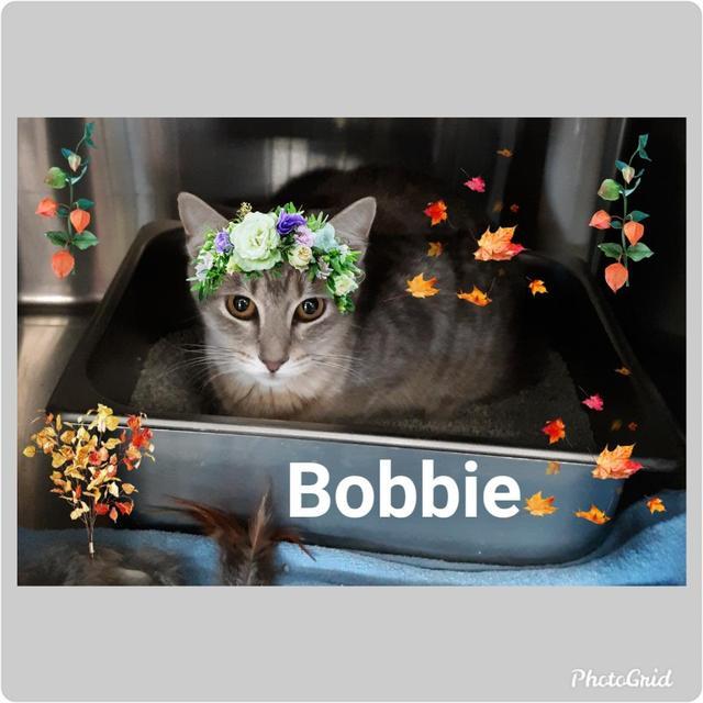 Enlarge Bobbie-Stormy, a Adoptable mixed breed in Fort Oglethorpe, GA image 1/1