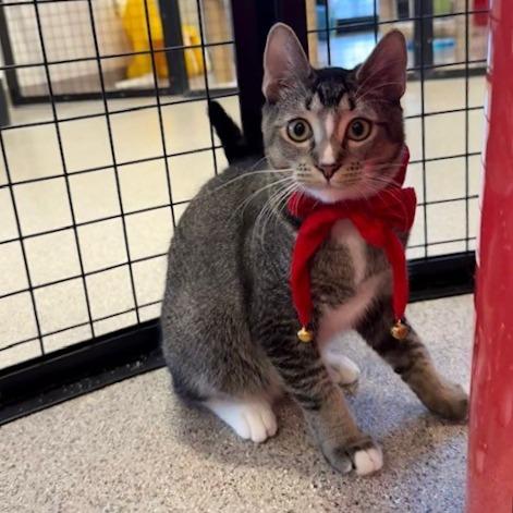 P 17 Merf, Adoptable, Young Male Domestic Short Hair & Domestic Short Hair.