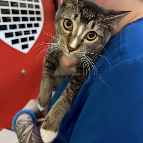 Enlarge P 17 Merf, a Adoptable mixed breed in Sarasota, FL image 2/5