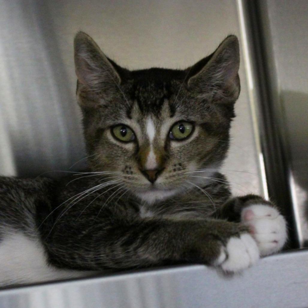 Enlarge P 17 Merf, a Adoptable mixed breed in Sarasota, FL image 3/5