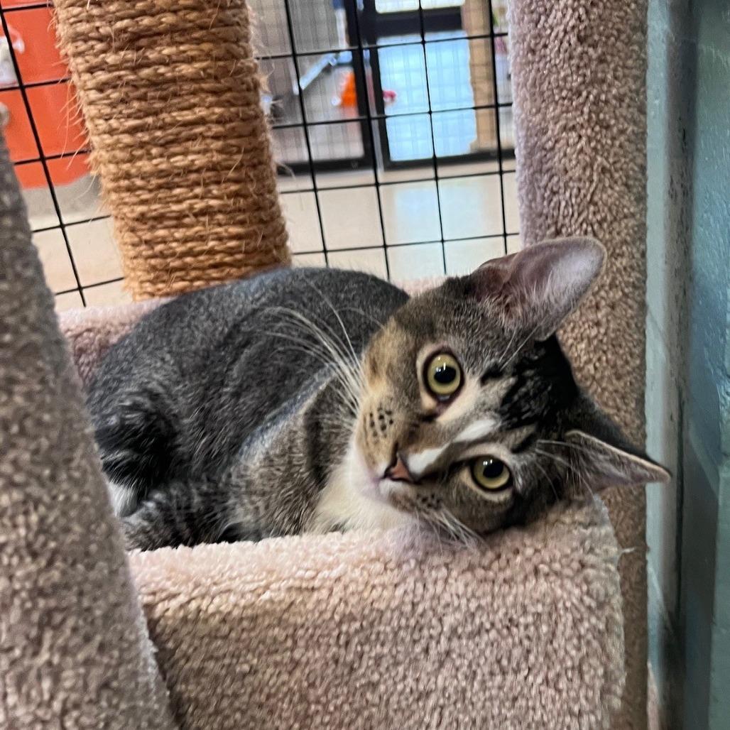 Enlarge P 17 Merf, a Adoptable mixed breed in Sarasota, FL image 4/5