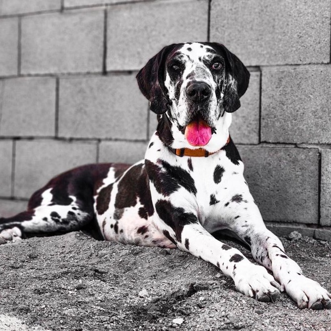 Enlarge Greta, a Adoptable Great Dane in Tehachapi, CA image 3/4