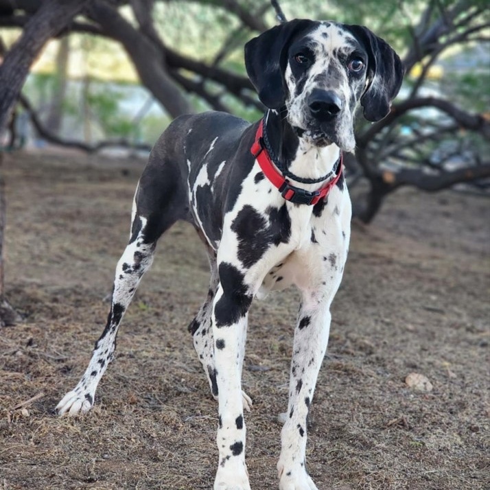 Enlarge Greta, a Adoptable Great Dane in Tehachapi, CA image 4/4