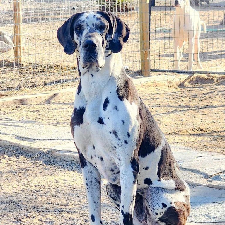Greta, Adult Female Great Dane