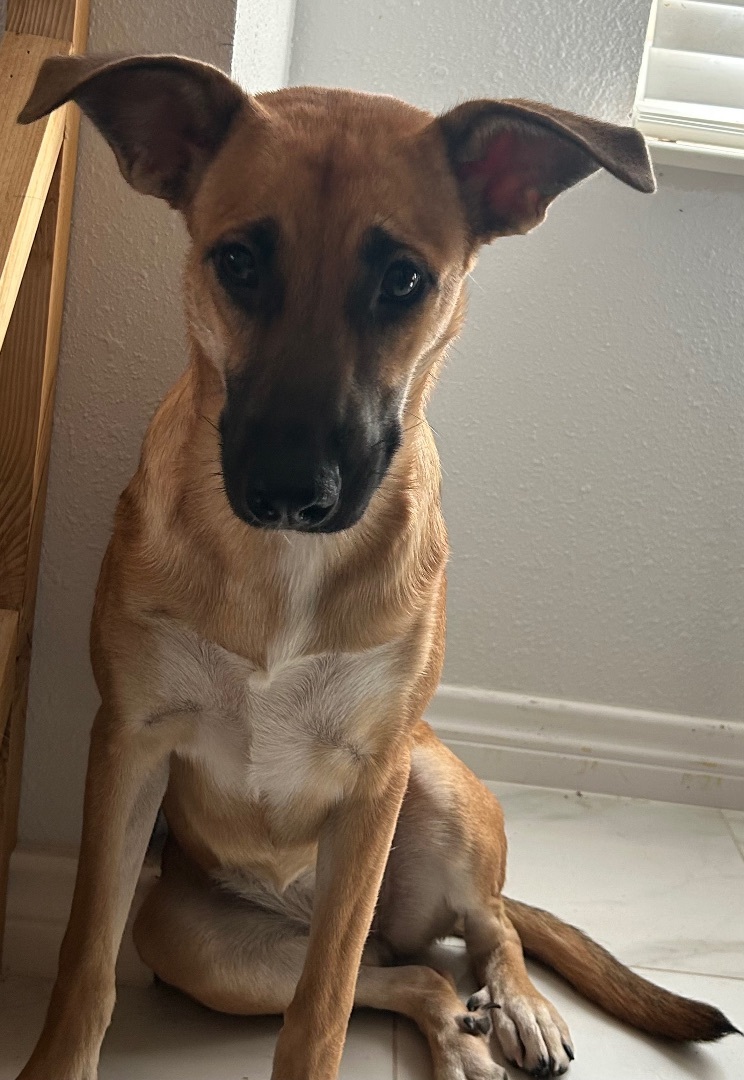 Poppy, Adopted, Young Female German Shepherd Dog.