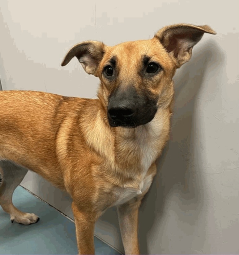 Poppy, a Adopted mixed breed in Otter Lake, MI image 2/5