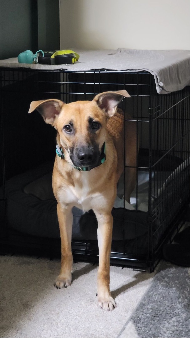 Poppy, a Adopted mixed breed in Otter Lake, MI image 3/5