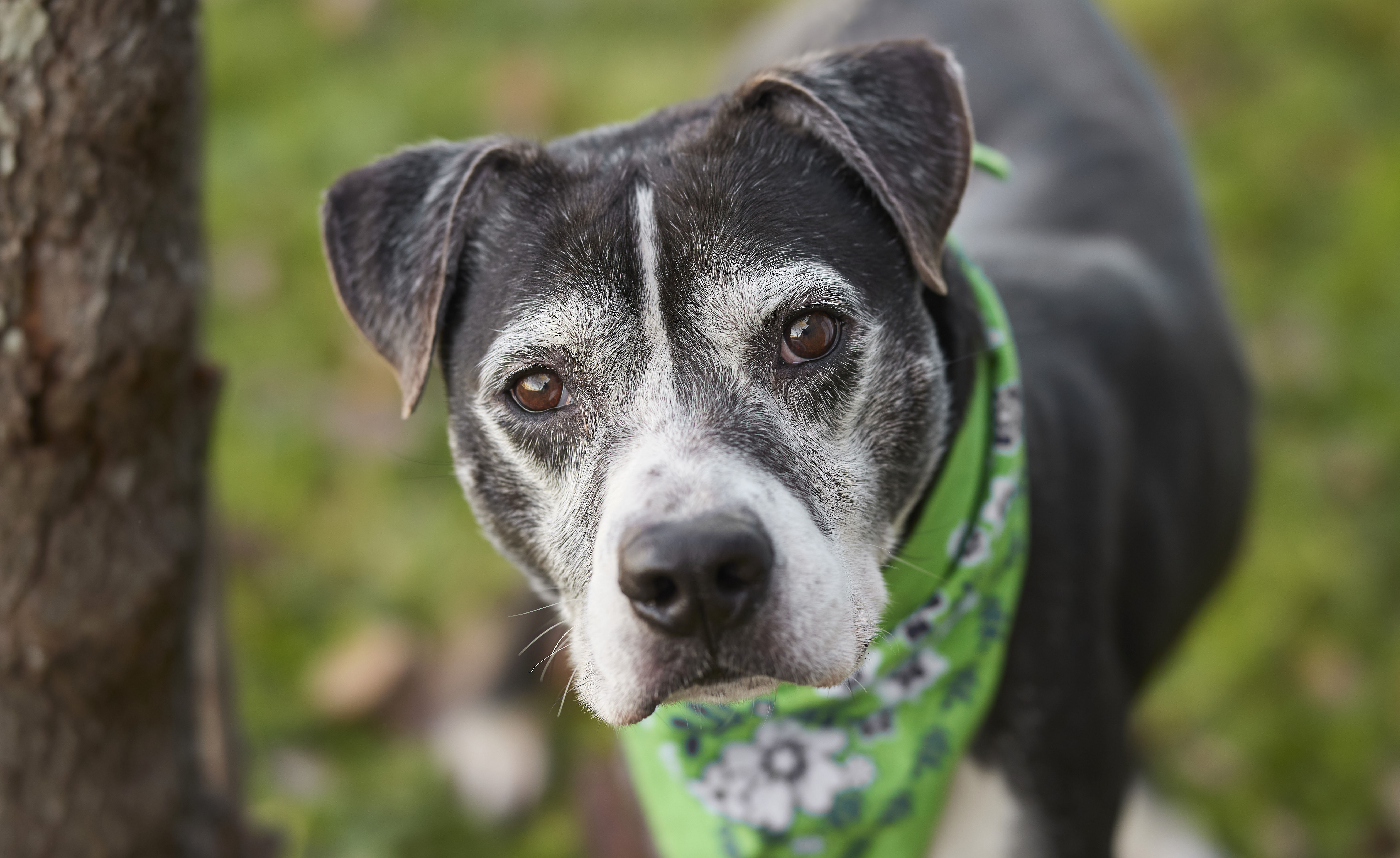 ~Awesome Harley~, a Adopted mixed breed in Richmond, TX image 4/6