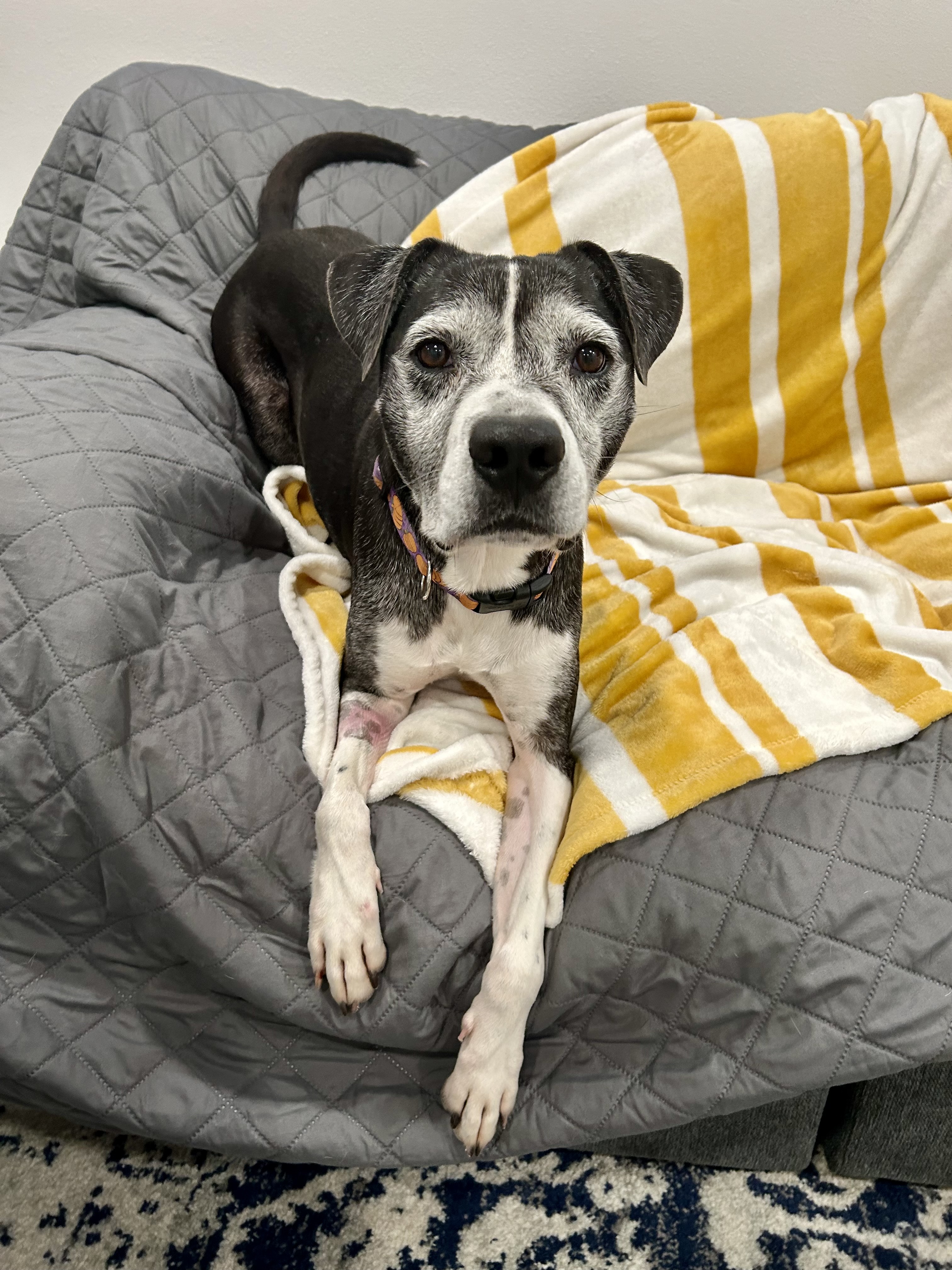 ~Awesome Harley~, Adopted, Senior Male Boxer & Labrador Retriever.