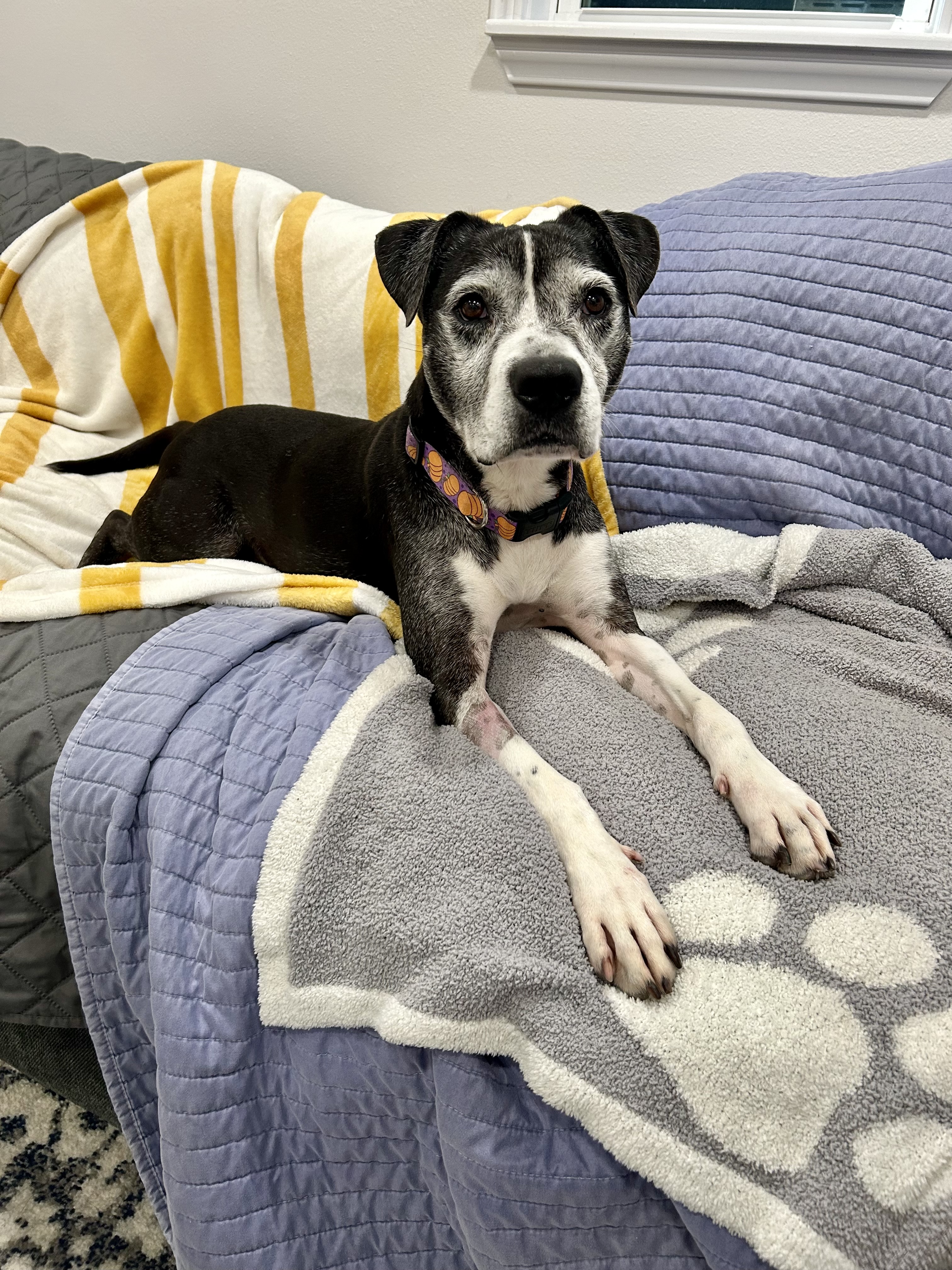 ~Awesome Harley~, a Adopted mixed breed in Richmond, TX image 6/6